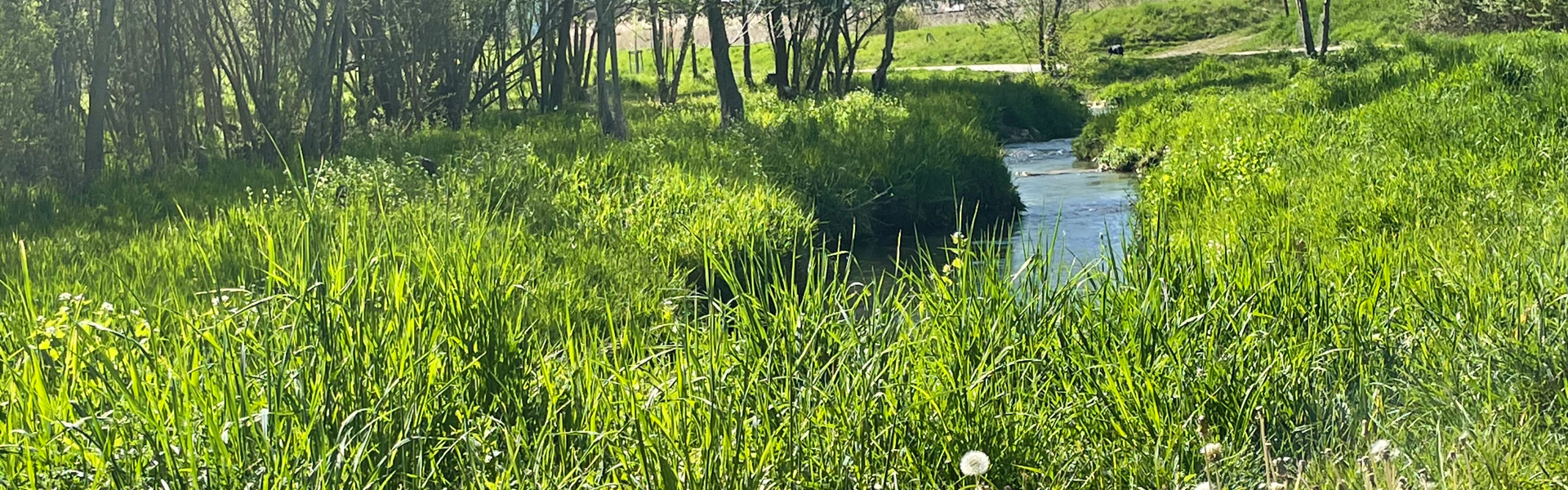 Slider Bachlauf mit hohem Gras